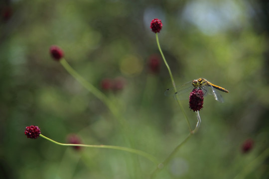 蜻蜓