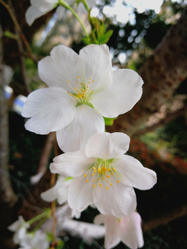 白色樱花