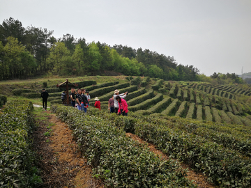 茶山早春