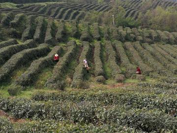 茶山早春