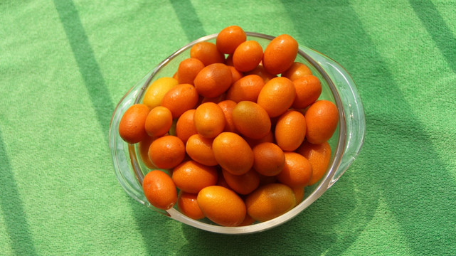 陽(yáng)光下的金橘