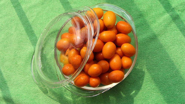 陽(yáng)光下的金橘
