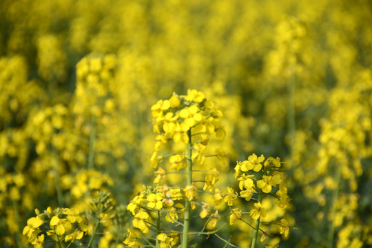 油菜花