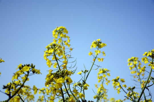 油菜花