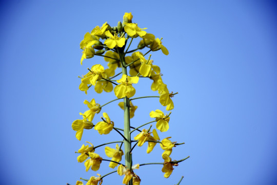 油菜花