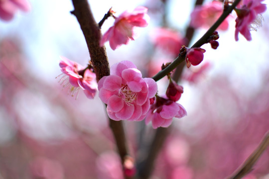 桃花特写