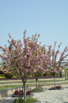 日本樱花树