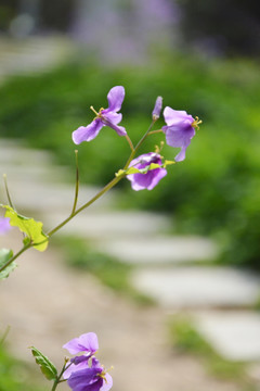 唯美紫花