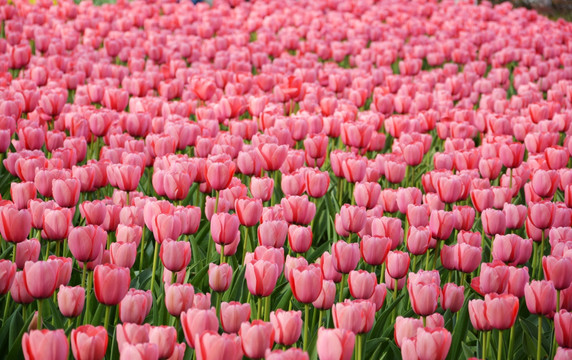 郁金香花海