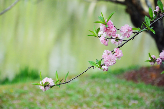 唯美桃花枝