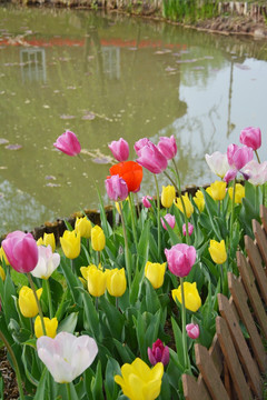 郁金香花园