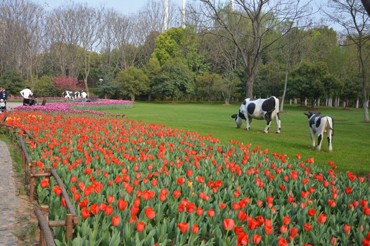 郁金香花园