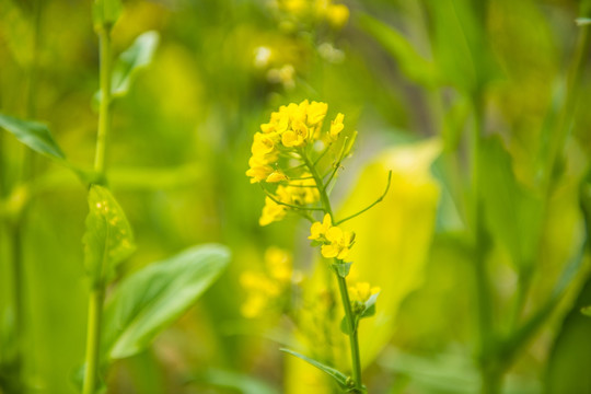 油菜花