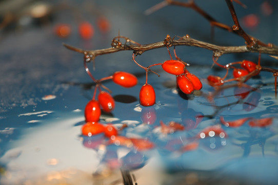 雨打枝头 红豆