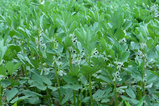 蚕豆花蚕豆地