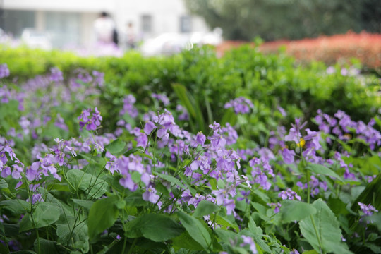 春天的中国科技大学