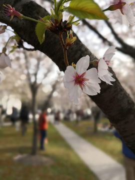 樱花特写