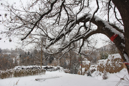 雪景大树
