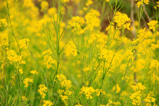 油菜花