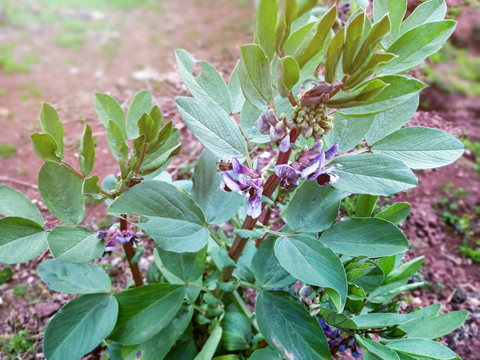 胡豆花