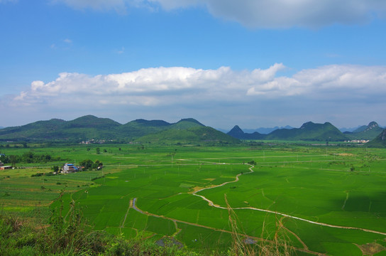 绿色风景 绿色田园