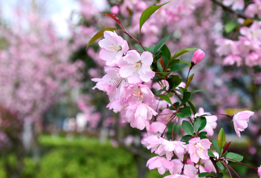 粉色的山樱花