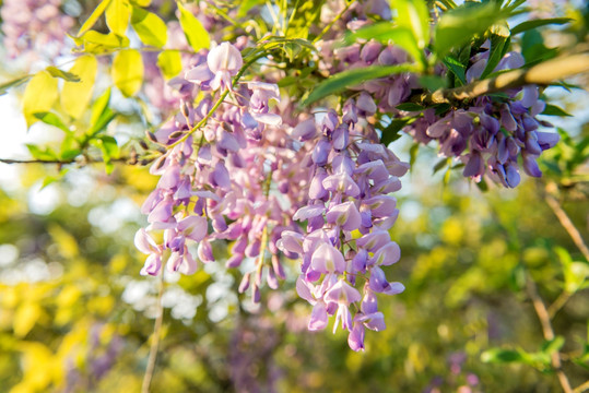 紫藤花