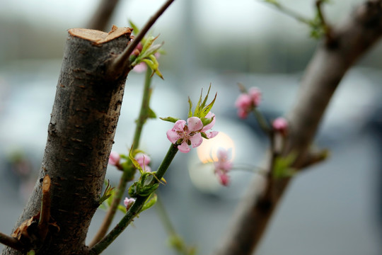 桃花