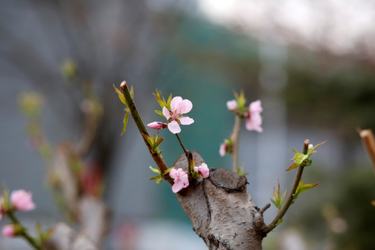 桃花