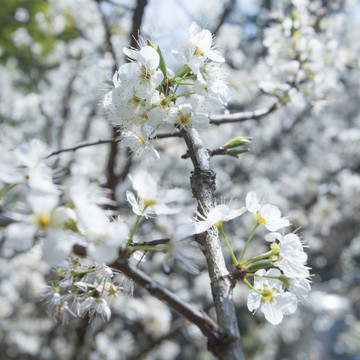 李花