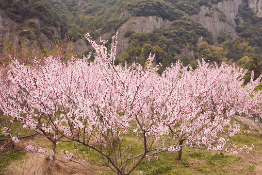 桃花