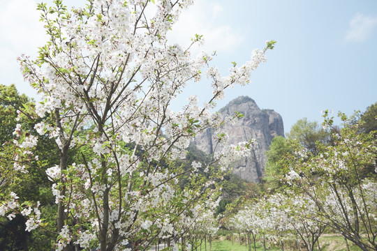 樱花