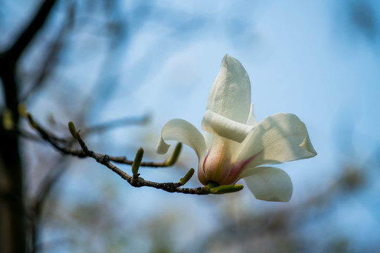 玉兰花