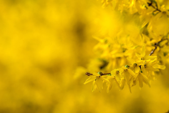 连翘花