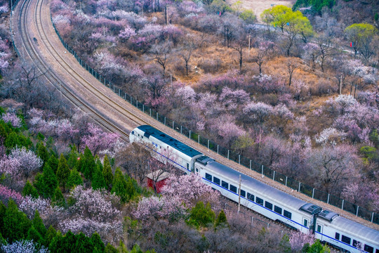 花海列车