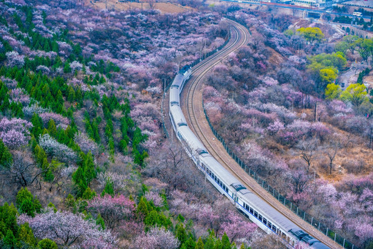 花海列车