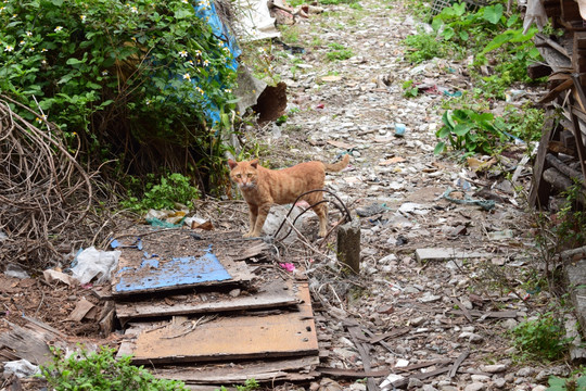 草丛里的猫