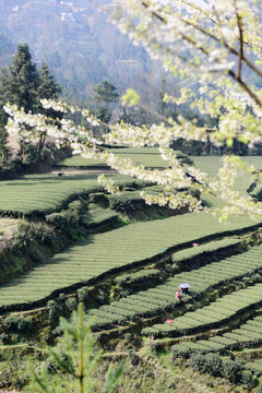 茶园采茶