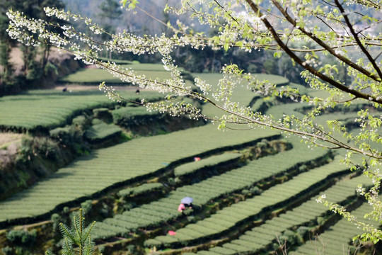 茶园采茶