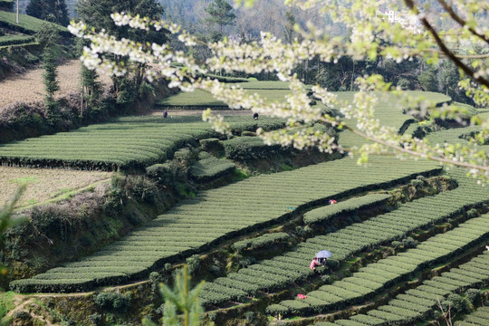 茶园采茶