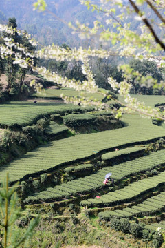 茶园采茶