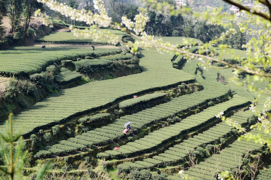 茶园采茶