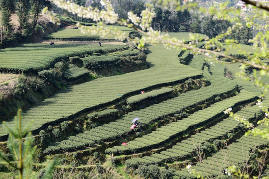 茶园采茶