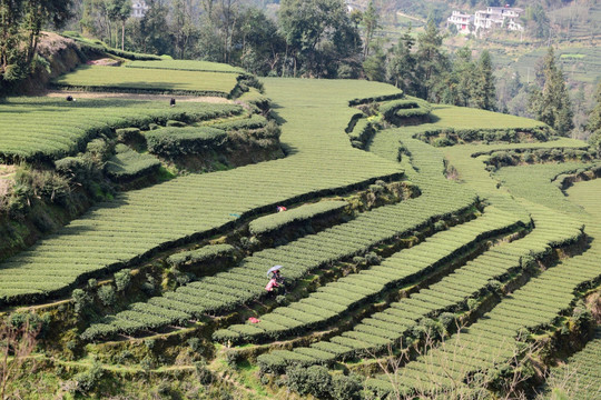 茶园茶叶采摘