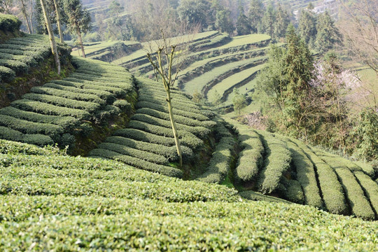 茶园采茶