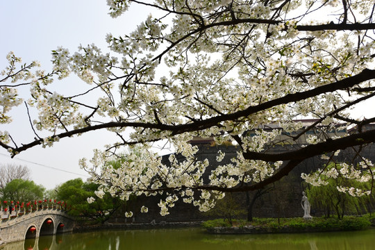 春花烂漫