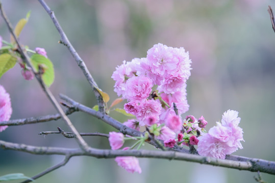 樱花