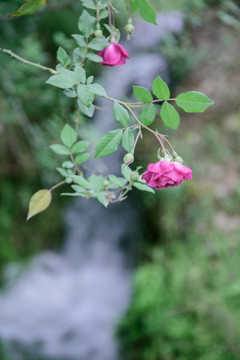 玫瑰花