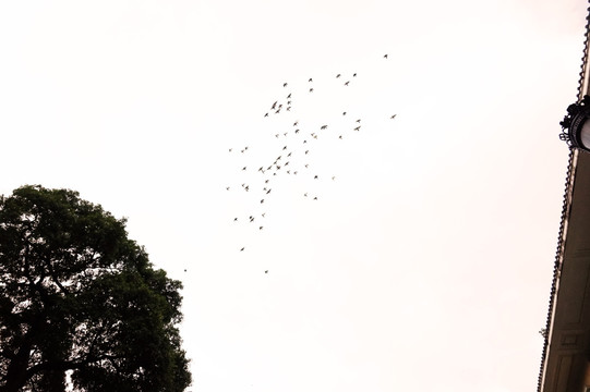 飞鸟群 天空