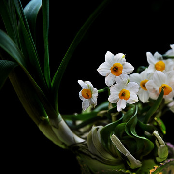 水仙花造型